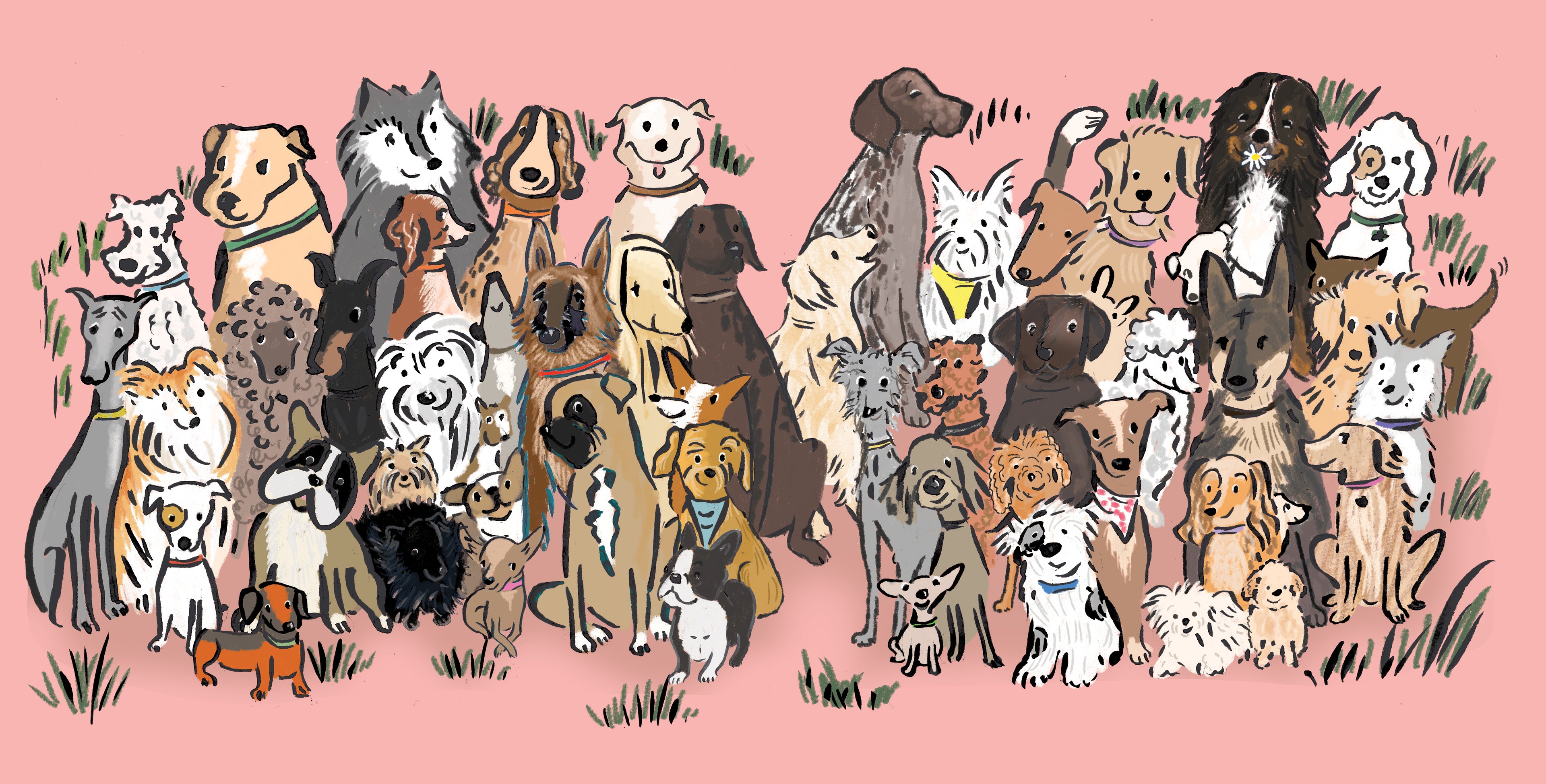 Various dog breeds all looking at the viewer