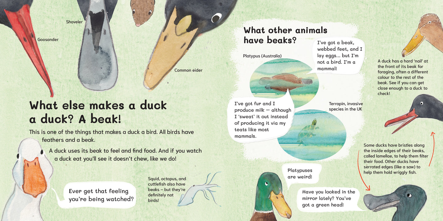 Let's Explore Ducks: An urban wildlife explorer book HARDBACK