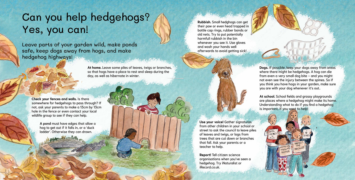 SIGNED PRE-ORDER Let's Explore Hedgehogs: An urban wildlife explorer book PAPERBACK